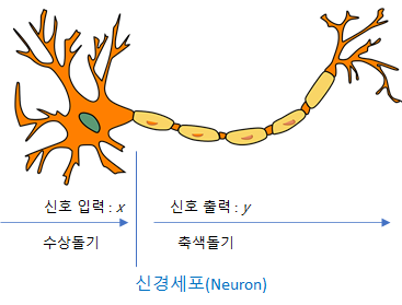 신경세포